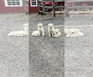 Maremma Sheepdog Puppy for sale in LANSDALE, PA, USA