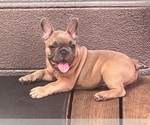 Small Photo #2 French Bulldog Puppy For Sale in SEBRING, FL, USA