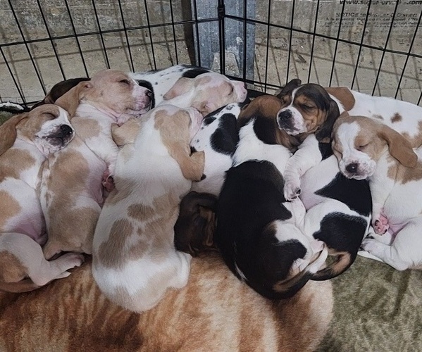 Medium Photo #1 Basset Hound Puppy For Sale in CINCINNATUS, NY, USA