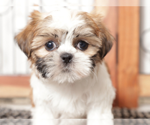 Shih Tzu Puppy for sale in NAPLES, FL, USA