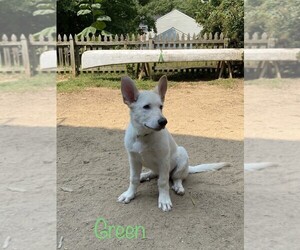 German Shepherd Dog Puppy for sale in FALMOUTH, VA, USA