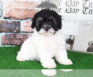 Cavapoo Puppy for sale in BEL AIR, MD, USA