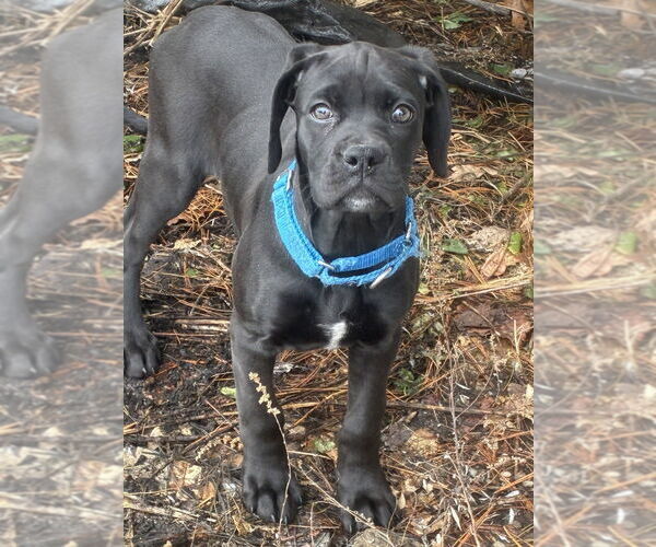 Medium Photo #10 Boweimar Puppy For Sale in Brewster, NY, USA