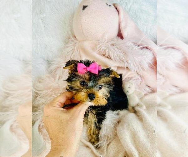 Medium Photo #16 Yorkshire Terrier Puppy For Sale in TAMPA, FL, USA