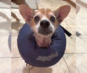 Chihuahua-Unknown Mix Dogs for adoption in Boonton, NJ, USA
