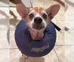 Small Chihuahua Mix