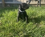 Small Photo #9 German Shorthaired Pointer Puppy For Sale in FRANKLIN, KY, USA