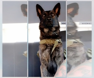Father of the Dutch Shepherd Dog puppies born on 04/27/2025