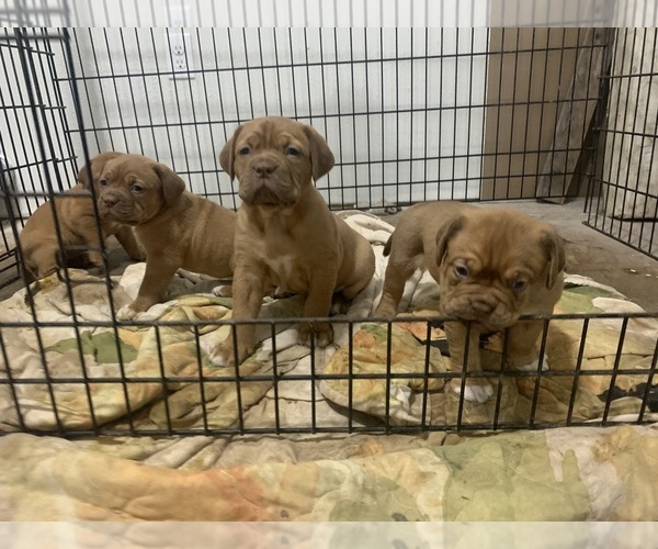 Medium Photo #9 Dogue de Bordeaux Puppy For Sale in DALLAS, TX, USA