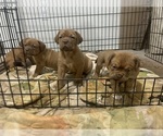 Small Photo #9 Dogue de Bordeaux Puppy For Sale in DALLAS, TX, USA