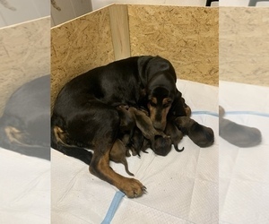 Mother of the Bloodhound puppies born on 04/29/2023
