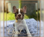 Puppy Opal French Bulldog