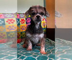 Small #2 Shih Tzu
