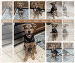 Small #3 Mutt