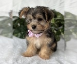 Small #8 Morkie
