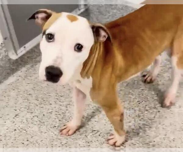 Medium Photo #2 Boxer-Unknown Mix Puppy For Sale in Houston, TX, USA