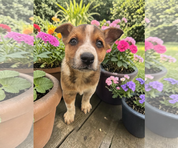 Medium Photo #2 - Mix Puppy For Sale in McKinney, TX, USA