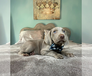 Weimaraner Puppy for sale in MAGEE, MS, USA