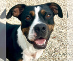 Small #2 American Pit Bull Terrier Mix