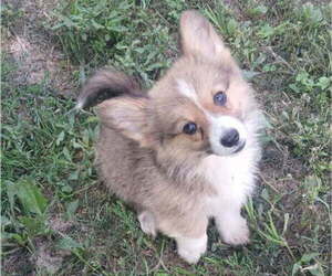 Pembroke Welsh Corgi Puppy for sale in MILTON, WI, USA