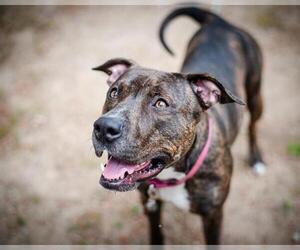 Staffordshire Bull Terrier-Unknown Mix Dogs for adoption in Dedham, MA, USA