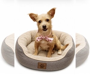 Mutt Dogs for adoption in San Diego, CA, USA