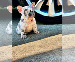 Puppy Tim Da Tool Man French Bulldog