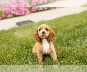 Cocker Spaniel Puppy for sale in MILLERSBURG, IN, USA