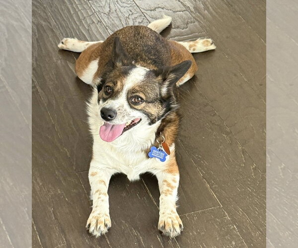 Medium Photo #2 Australian Shepherd-Unknown Mix Puppy For Sale in Winter Park, CO, USA