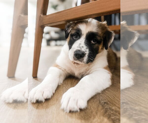 Medium Photo #8 Australian Shepherd-Unknown Mix Puppy For Sale in Valrico, FL, USA