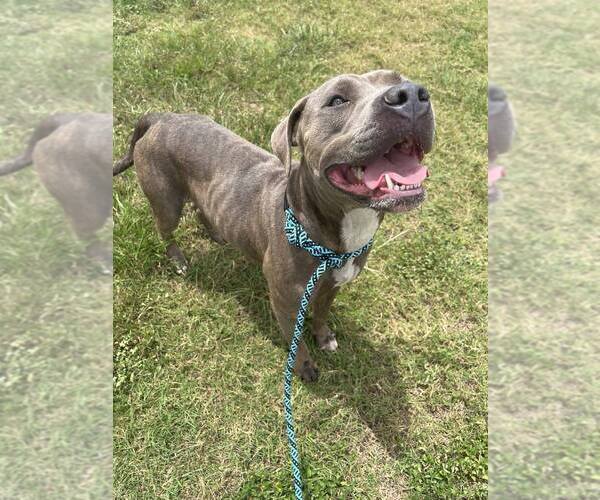 Medium Photo #8 Mutt Puppy For Sale in Abbeville, LA, USA