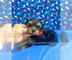 Small #1 Yorkshire Terrier