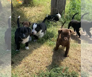 --Border Collie Mix Puppy for sale in GRANADA, CO, USA