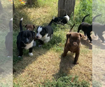 Small --Border Collie Mix