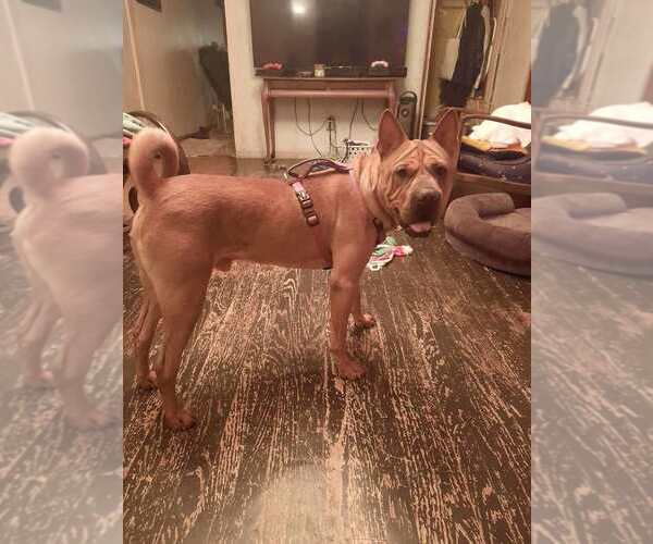 Medium Photo #11 Chinese Shar-Pei-Unknown Mix Puppy For Sale in New York, NY, USA