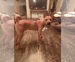 Small #10 Chinese Shar-Pei Mix