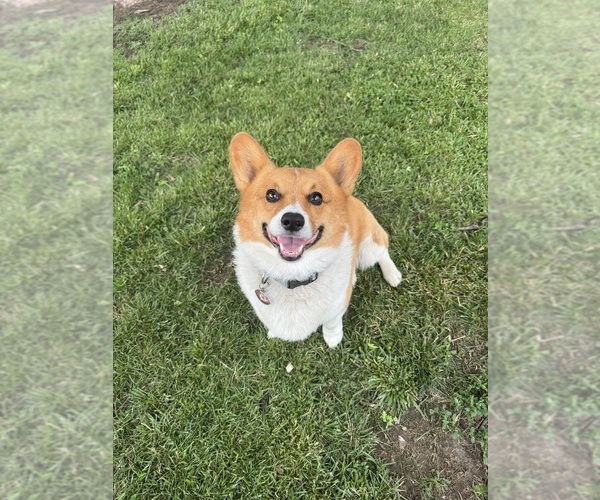 Medium Photo #1 American Corgi Puppy For Sale in OTTUMWA, IA, USA