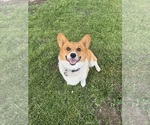 Small Photo #1 American Corgi Puppy For Sale in OTTUMWA, IA, USA