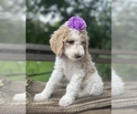 Small #1 Goldendoodle
