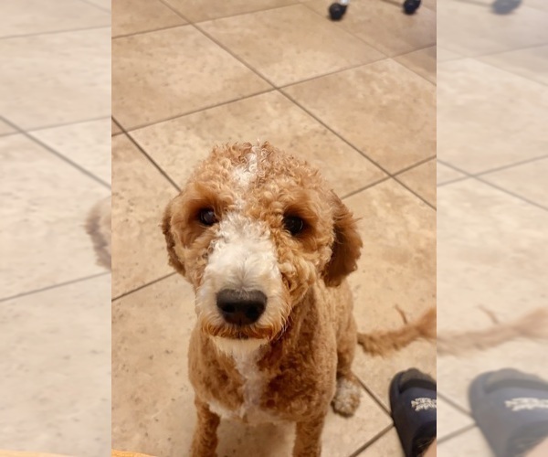 Medium Photo #1 Goldendoodle-Sheepadoodle Mix Puppy For Sale in BRANDON, FL, USA
