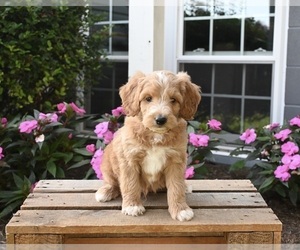 Aussiedoodle Miniature  Puppy for sale in APPLE CREEK, OH, USA