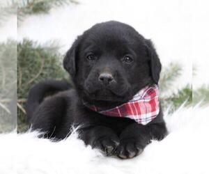 Labrottie Dog for Adoption in SHILOH, Ohio USA