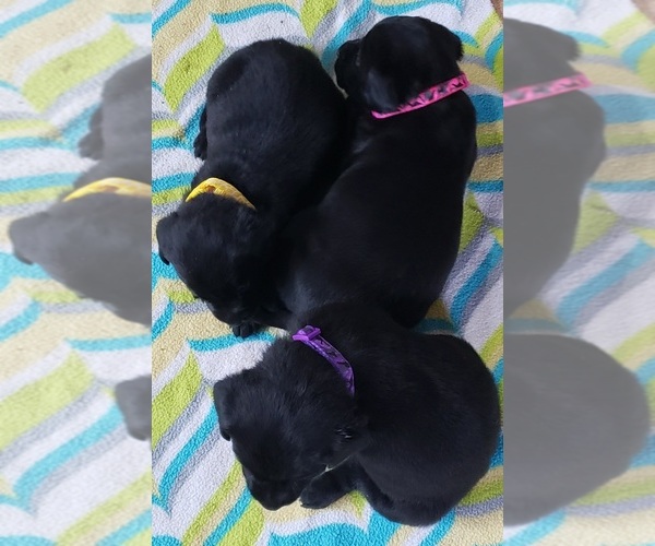 Medium Photo #143 Labrador Retriever Puppy For Sale in OLYMPIA, WA, USA