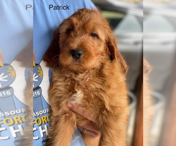 Medium Photo #1 Irish Doodle Puppy For Sale in EL PASO, IL, USA