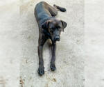 Small #10 Boxador