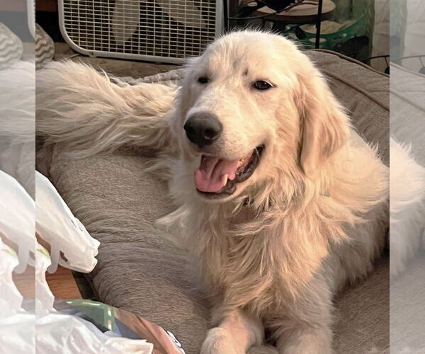 Medium Photo #10 Great Pyrenees Puppy For Sale in Dallas, TX, USA