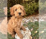 Small #4 Cockapoo (Toy)