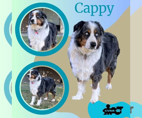 Medium Photo #1 Australian Shepherd Puppy For Sale in Lindsay, CA, USA