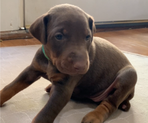 Doberman Pinscher Puppy for sale in BRISTOL, CT, USA