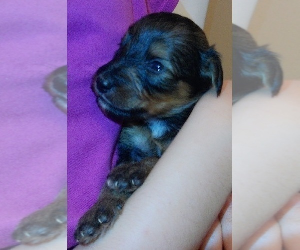Medium Photo #14 Collie-Poodle (Miniature) Mix Puppy For Sale in PERU, IN, USA